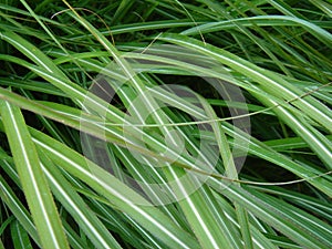 Green Grasses photo