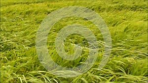 Green grasses in the field blowing in the strong wind