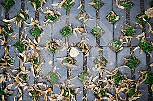 Green grasses in holes of paving blocks with seeds at autumn. background, pattern, texture.