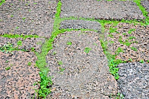 Green grasses on porous rock floor