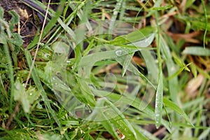 Green grasses sprouting on muddy ground, closeup shot