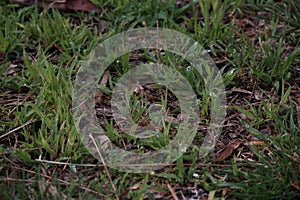 Green grasses sprouting on muddy ground, closeup shot