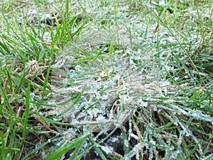 Green grasses and weeds in garden of backyard is covered by beautiful ice in Winter Melbourne countryside , Australia