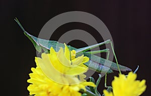 Green grasshoper photo