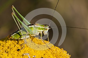 Green Grasshoper photo