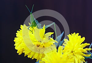 Green grasshoper and flowers photo