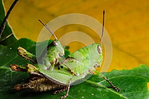 Green grasshoper on leaf