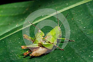 Green grasshoper on leaf