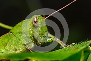 Green grasshoper on leaf