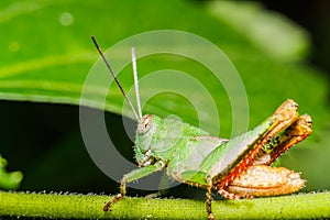 Green grasshoper on leaf