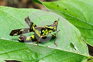 Green grasshoper on leaf
