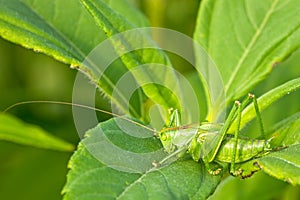 Green grasshoper on the leaf