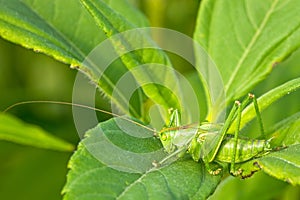 Green grasshoper on the leaf photo