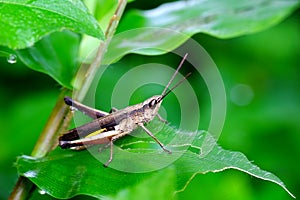 Green grasshoper