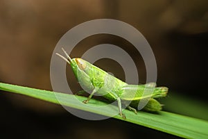 Green grasshopper