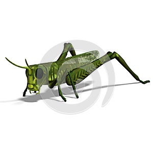 Green grasshopper