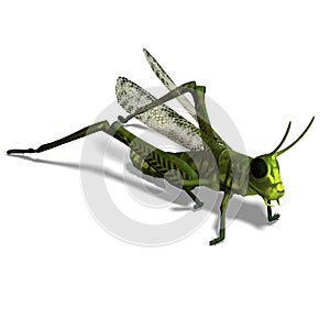Green grasshopper