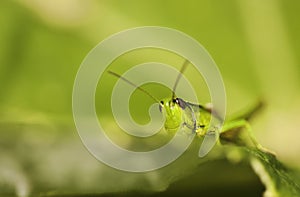 Green Grasshopper photo