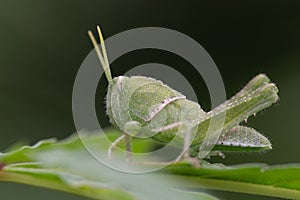 The Green Grasshopper