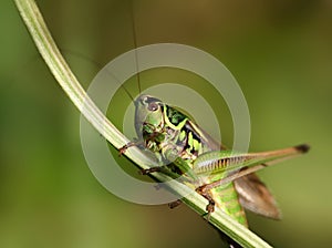 Green grasshopper