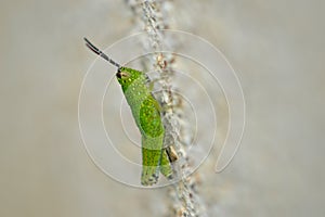 Green  Grasshopper