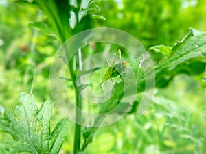 The green grasshopper