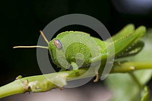 Green grasshopper