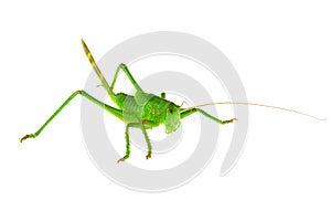 Green grasshopper ...