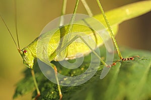 Green grasshopper