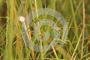 Green grasshopper