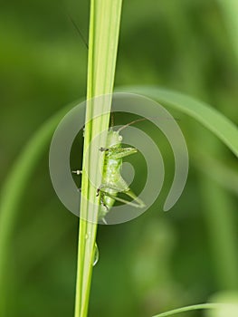 Green grasshopper