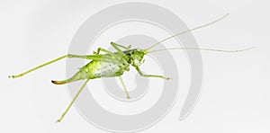 A Green Grasshopper