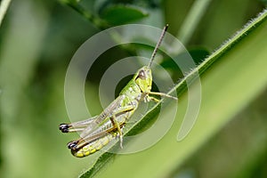 Green grasshopper