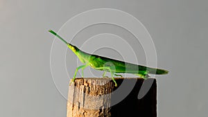 Green grasshopper on bamboo stick