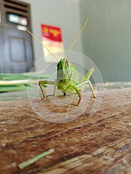 a green grasshopper with big eyes and two antennae on a wooden plank