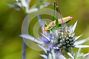 Green grasshopper with black, green and white stripes on his back, sitting on a blue thistle amethyst eryngo flower - Eryngium