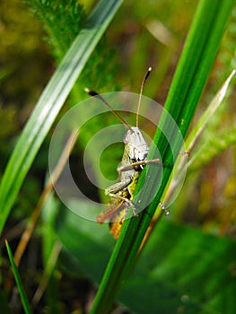 Green grasshopper on a blade of grass