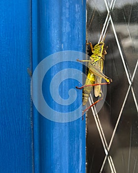 Green Grasshopper on Blue Doorframe Close-up