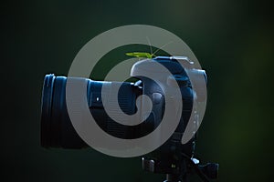 Green grasshopper bug on the camera body isolated on dark background
