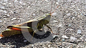 Green grasshopper close up on the asphalt road jumped