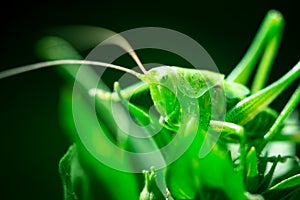 Green grasshopper, close-up, Great green bush-cricket, Orthoptera, Arthropoda