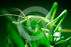 Green grasshopper, close-up, Great green bush-cricket, Orthoptera, Arthropoda