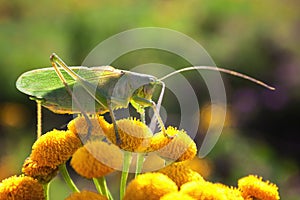 Green grasshopper close-up. Latin name: Tettigonia viridissima