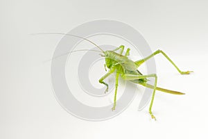 Green Grasshopper Close-Up on Sheet of Paper