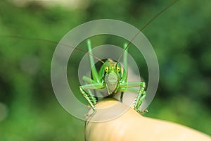 Green grasshopper