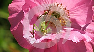 Green grasshopper, common grasshopper, Tettigonia viridissima on a poppy flower.