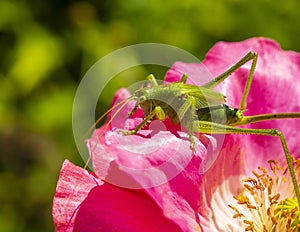 Green grasshopper, common grasshopper, Tettigonia viridissima on a poppy flower