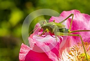 Green grasshopper, common grasshopper, Tettigonia viridissima on a poppy flower