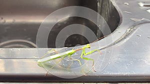 Green grasshopper crawling along a chrome kitchen sink