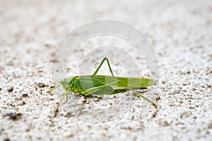 Green grasshopper, cricket insect crawling a wall, bush-cricket Tettigonia viridissima